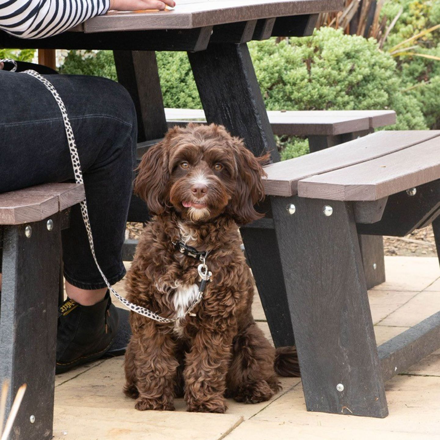 Your local dog friendly pub in Brierley Hill
